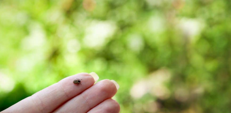 Tick that causes Lyme Disease